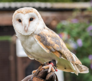 Owl at the Falconry Centre, Shrewsbury